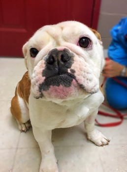 why do groomers shave american bulldog